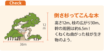 倒さ杉ってこんな木
高さ12m、枝の広がり30m、幹の周囲は約6.5m！くねくね曲がった枝が生き物のよう。